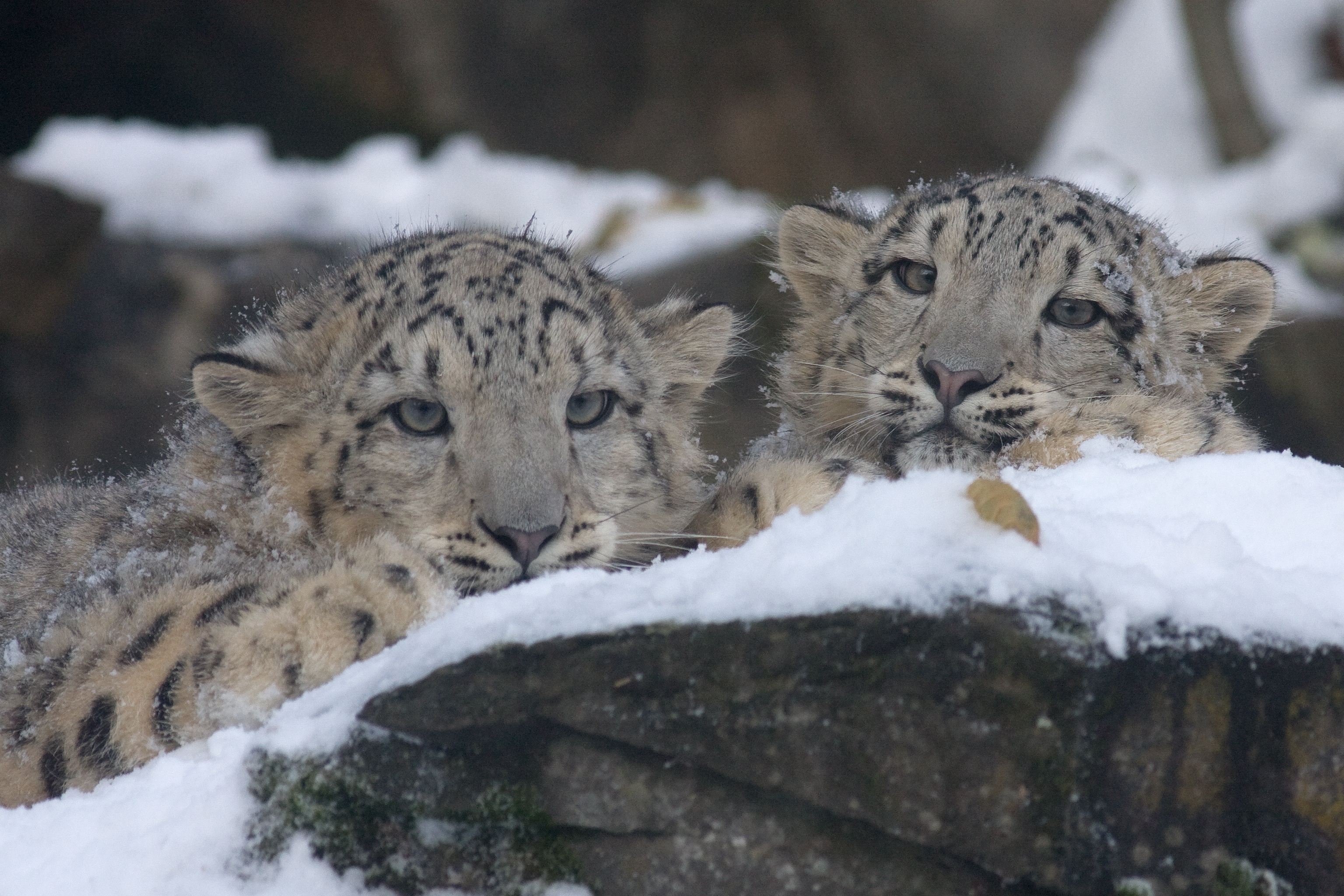Snow Leopard Expedition - India Holiday Package
